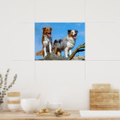Australian Shepherd Puppy Hunde Poster (Küche)