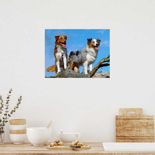 Australian Shepherd Puppy Hunde Poster (Küche)