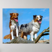Australian Shepherd Puppy Hunde Poster (Vorne)