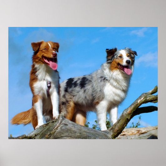 Australian Shepherd Puppy Hunde Poster (Vorne)