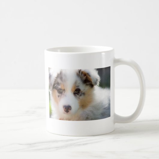 Australian shepherd Puppy Kaffeetasse (Rechts)