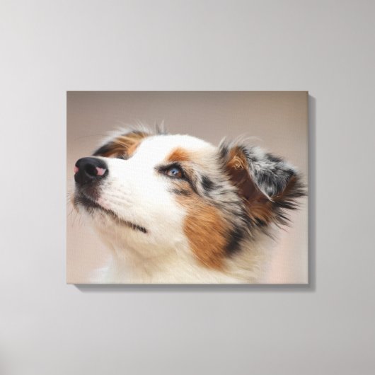 Australian Shepherd Puppy Leinwanddruck (Vorderseite)