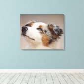 Australian Shepherd Puppy Leinwanddruck (Insitu (Holzboden))