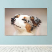 Australian Shepherd Puppy Leinwanddruck (Insitu (Holzboden))