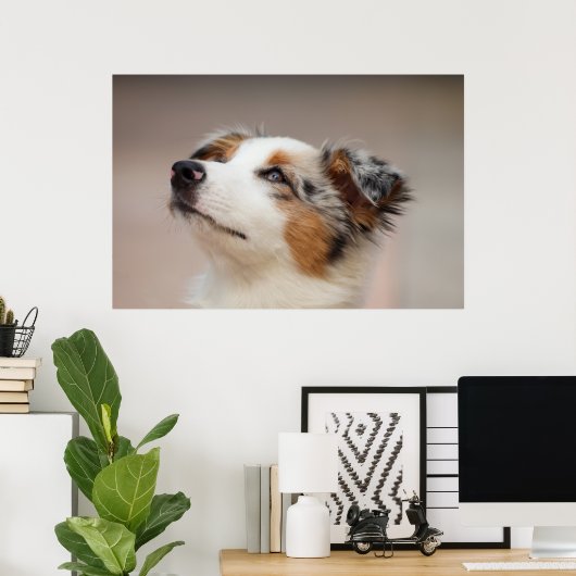 Australian Shepherd Puppy Poster (Heimbüro)