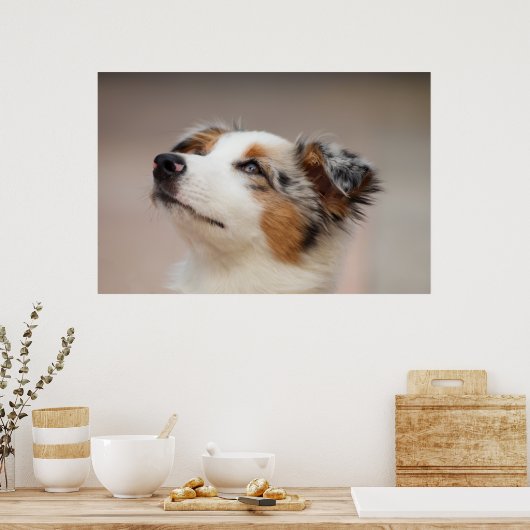 Australian Shepherd Puppy Poster (Küche)