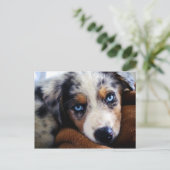 Australian Shepherd Puppy Postkarte (Stehend Vorderseite)