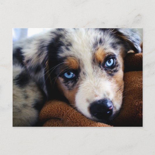 Australian Shepherd Puppy Postkarte (Vorderseite)