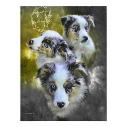 Australian Shepherd Puppy Triad Fotodruck (Vorne)