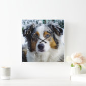 Australian Shepherd Quadratische Wanduhr (Zuhause)