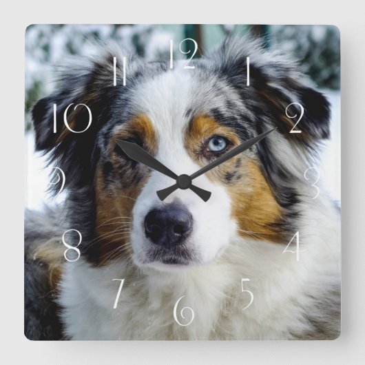 Australian Shepherd Quadratische Wanduhr (Vorderseite)