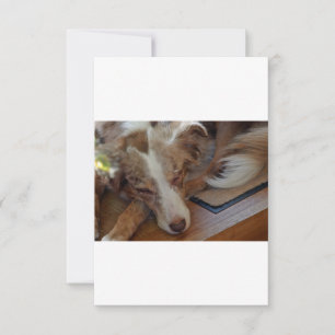 australian shepherd red merle sleeping dankeskarte