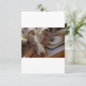 australian shepherd red merle sleeping dankeskarte (Stehend Vorderseite)