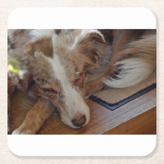 australian shepherd red merle sleeping rechteckiger pappuntersetzer (Vorderseite)