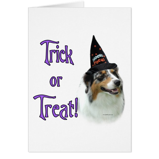 Australian Shepherd Trick (Vorne)