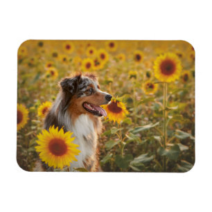 Australian Shepherd und Sonnenblumen Magnet