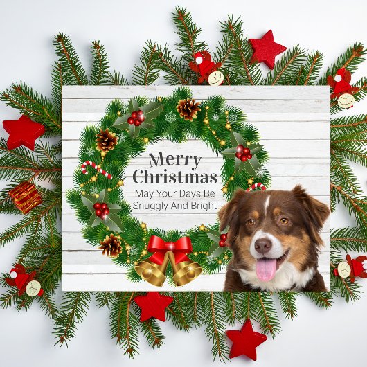 Australian Shepherd Weihnachten