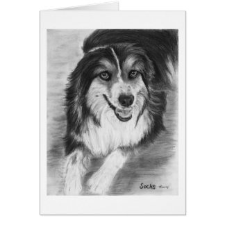 Australian Shepherd Zeichnend