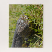 Australian Shingleback Blue Tongue Lizard, Jigsaw Puzzle (Vertikal)