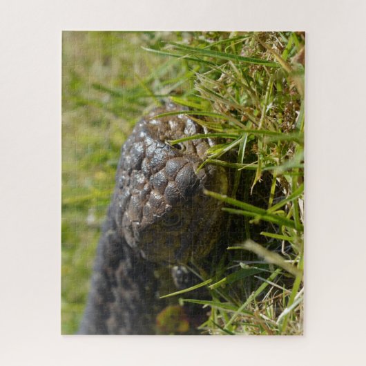 Australian Shingleback Blue Tongue Lizard, Jigsaw Puzzle (Vertikal)