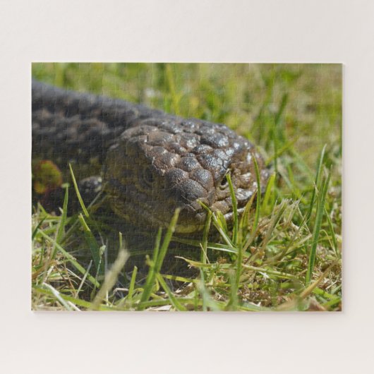 Australian Shingleback Blue Tongue Lizard, Jigsaw Puzzle (Horizontal)