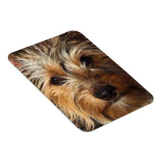 Australian Silky Terrier Magnet (Rechte Seite)