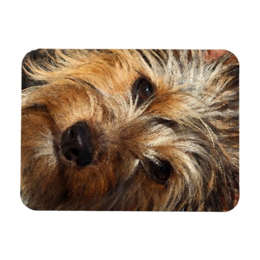 Australian Silky Terrier Magnet (Horizontal)