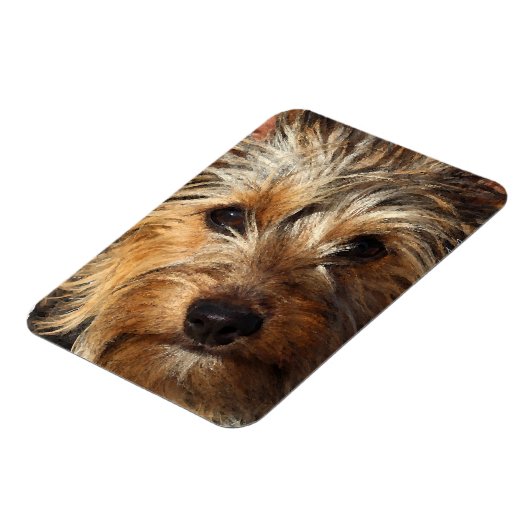 Australian Silky Terrier Magnet (Linke Seite)