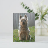 Australian Silky Terrier Postkarte (Stehend Vorderseite)