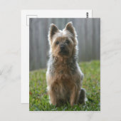Australian Silky Terrier Postkarte (Vorne/Hinten)
