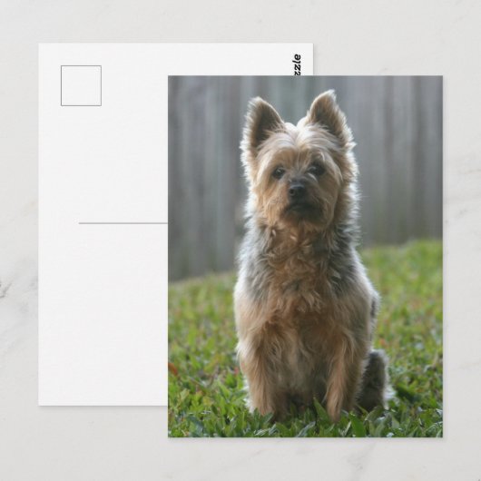 Australian Silky Terrier Postkarte (Vorne/Hinten)