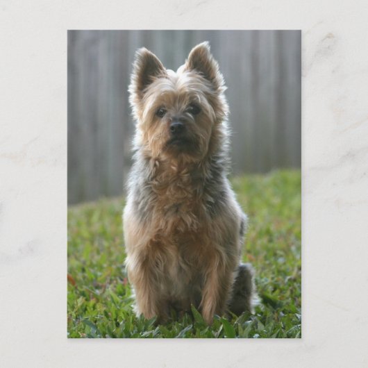 Australian Silky Terrier Postkarte (Vorderseite)
