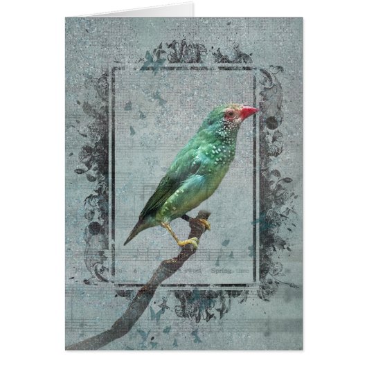 Australian Star Finch on Music (Vorne)