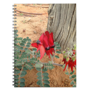 Australian Sturt's Desert Pea notebook Notizblock
