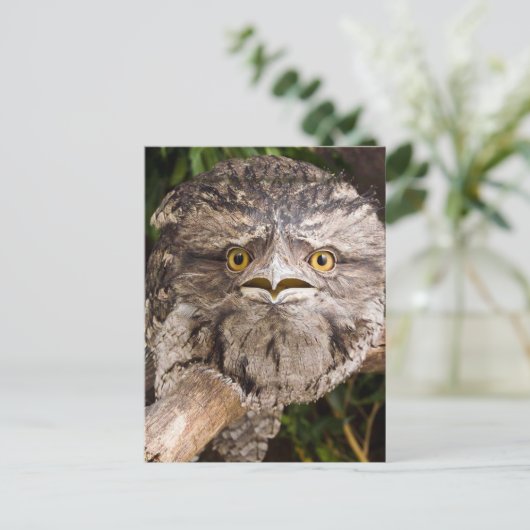 Australian Tawny Frog Mouth Bird Postkarte (Stehend Vorderseite)