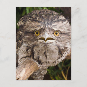 Australian Tawny Frog Mouth Bird Postkarte