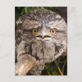 Australian Tawny Frog Mouth Bird Postkarte (Vorderseite)