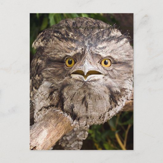 Australian Tawny Frog Mouth Bird Postkarte (Vorderseite)