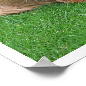 Australian Terrier Licking Nose Poster (Ecke)
