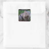Australian Wombat Background Quadratischer Aufkleber (Tasche)