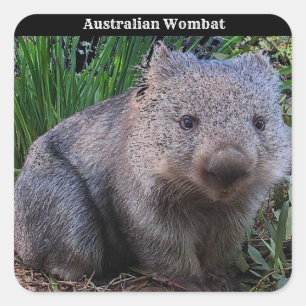 Australian Wombat Background Quadratischer Aufkleber