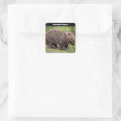 Australian Wombat Background Quadratischer Aufkleber (Tasche)