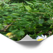 Australian Wood Duck in Tranquil Garden Poster (Ecke)