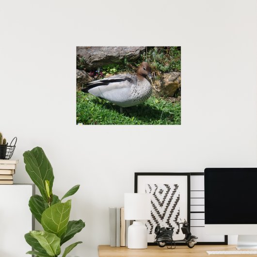 Australian Wood Duck in Tranquil Garden Poster (Heimbüro)