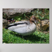 Australian Wood Duck in Tranquil Garden Poster (Vorne)