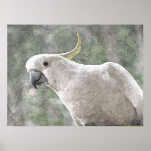 Australia's Sulphur Crested Cockatoo Poster