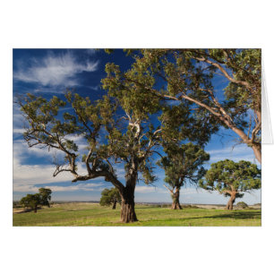 Australien, Barossa Valley, Mount Pleasant