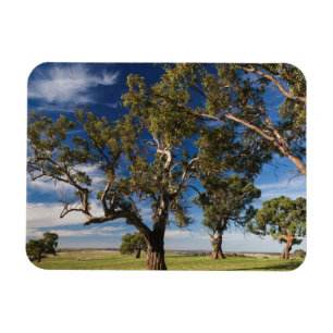 Australien, Barossa Valley, Mount Pleasant Magnet