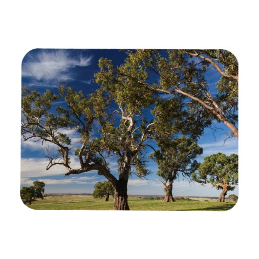 Australien, Barossa Valley, Mount Pleasant Magnet (Horizontal)