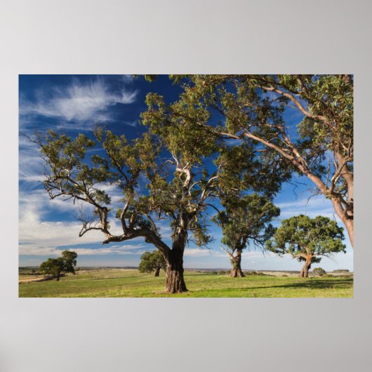 Australien, Barossa Valley, Mount Pleasant Poster (Vorne)